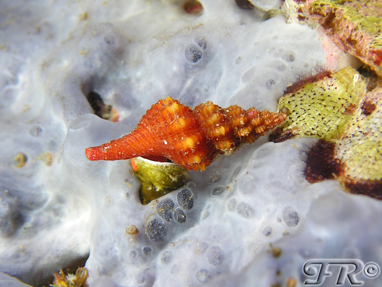 Fisinus pulchellus?